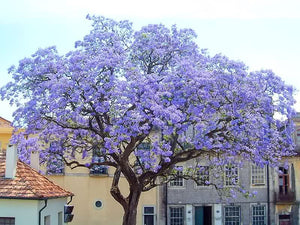 Paulownia tomentosa PAULONIA vaso 16cm H 130 cm foto reali