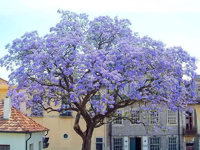 Paulownia tomentosa PAULONIA vaso 16cm H 130 cm foto reali