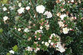 Myrtus communis Tarentina (Mirto tarentina) vaso 18cm foto reali