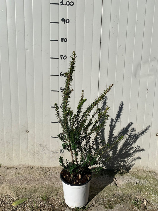 Myrtus communis Tarentina (Mirto tarentina) vaso 18cm foto reali
