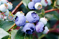 Mirtillo Gigante Duke precoce (Vaccinium Corymbosum Duke)