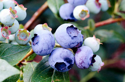 Mirtillo Gigante Duke precoce (Vaccinium Corymbosum Duke)