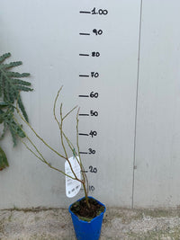 Mirtillo Gigante Duke precoce (Vaccinium Corymbosum Duke)