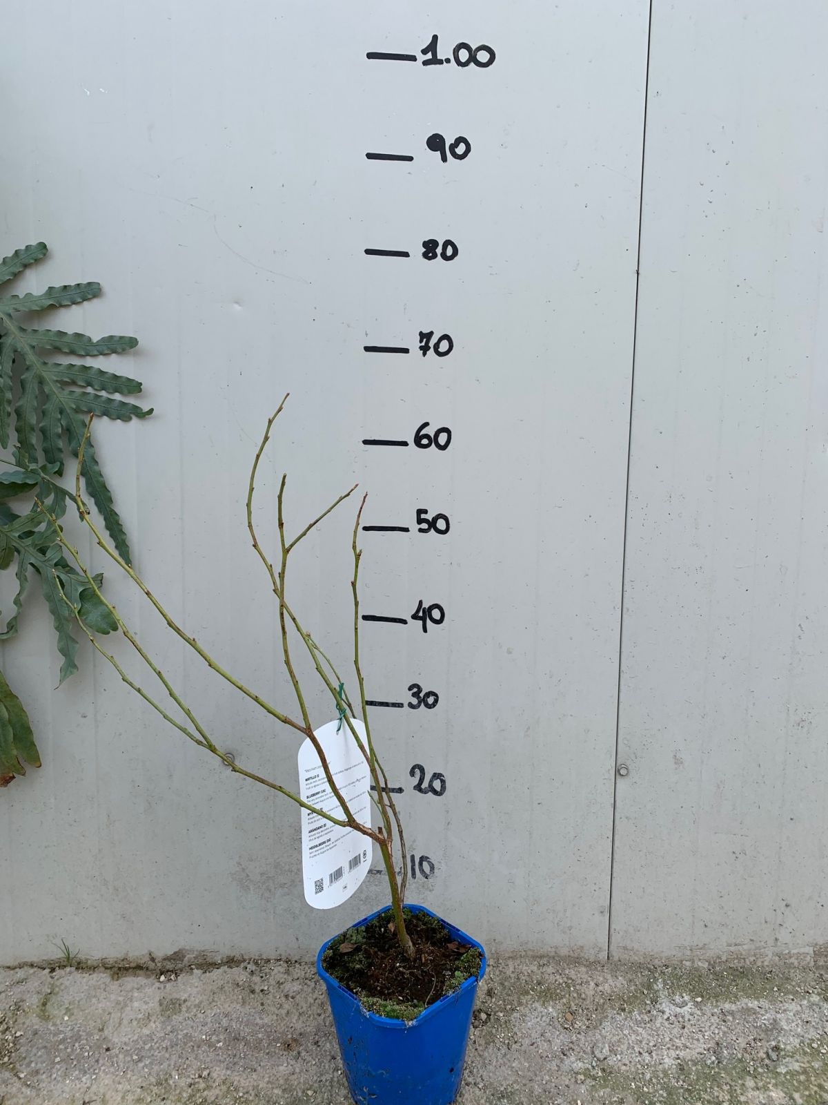 Mirtillo Gigante Duke precoce (Vaccinium Corymbosum Duke)