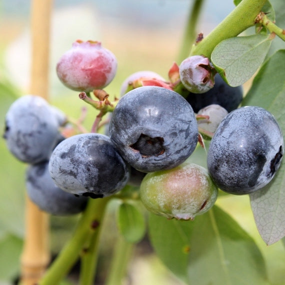 Mirtillo Americano Bluetta Precoce (Vaccinium corymbosum) vaso 18cm foto reali