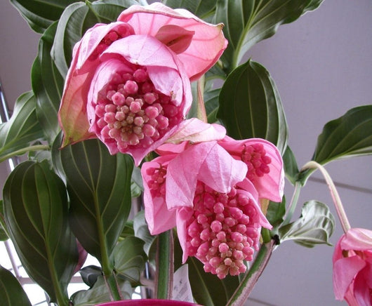 Medinilla magnifica vaso 17cm foto reali H 60cm
