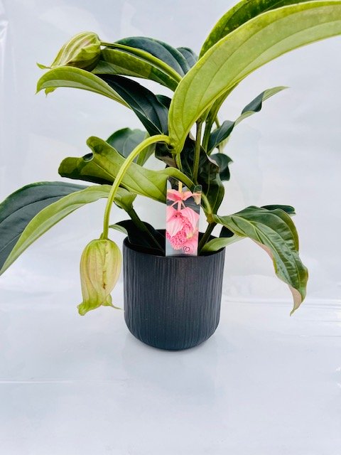 Medinilla magnifica vaso 17cm foto reali H 60cm