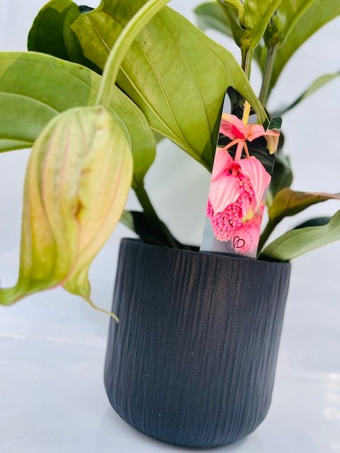 Medinilla magnifica vaso 17cm foto reali H 60cm