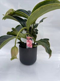 Medinilla magnifica vaso 17cm foto reali H 60cm