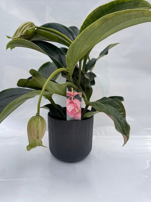 Medinilla magnifica vaso 17cm foto reali H 60cm