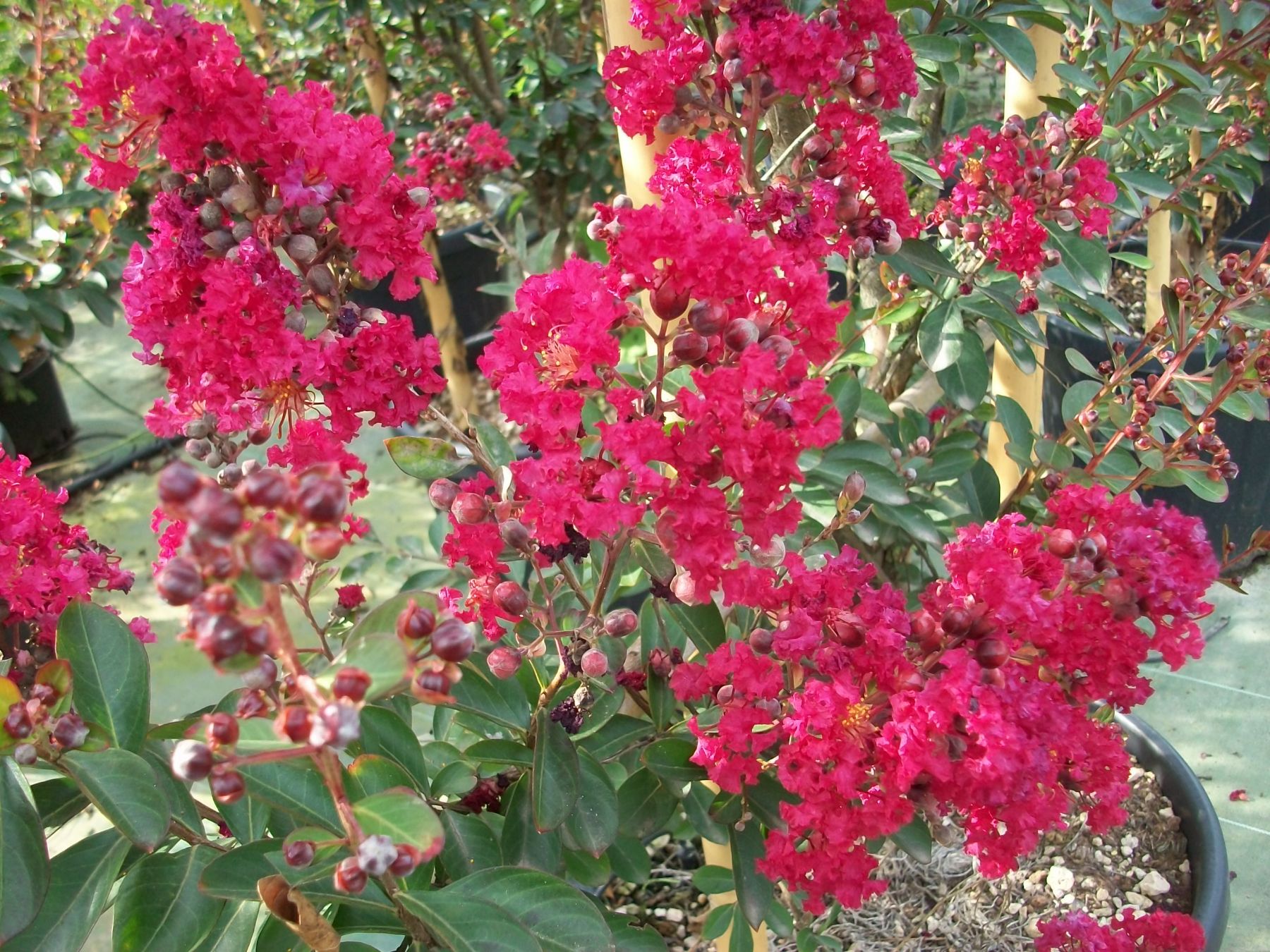 Lagerstroemia red imperator rossa vaso 18cm