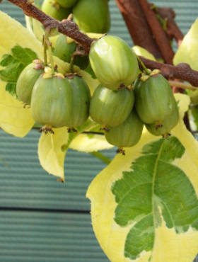 KIWI ARGUTA HOKEY POKEY MINI KIWI VARIEGATO VASO 15CM H 110CM FOTO REALI