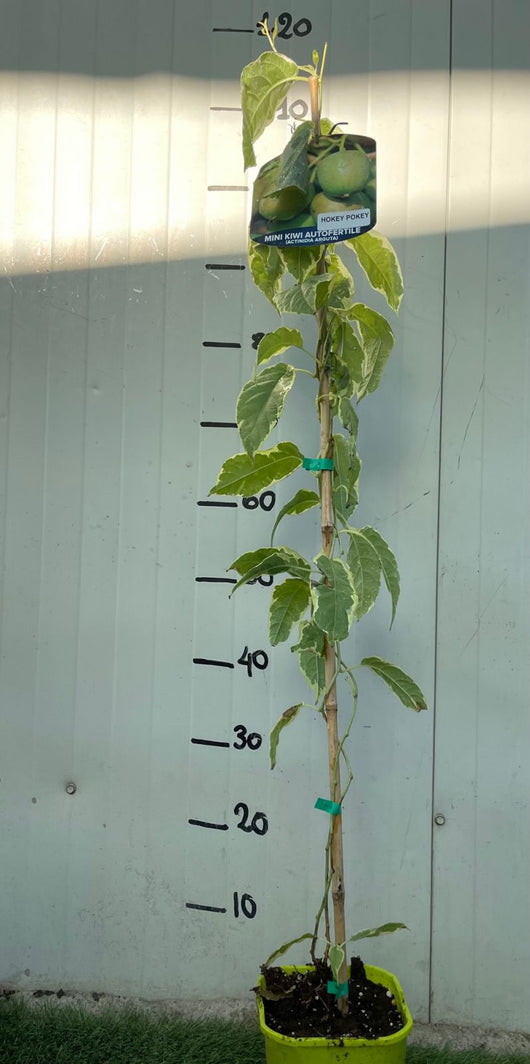 KIWI ARGUTA HOKEY POKEY MINI KIWI VARIEGATO VASO 15CM H 110CM FOTO REALI