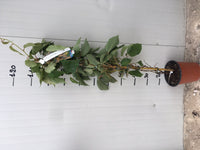 Kiwi Actinidia chinensis autofertile H 160cm