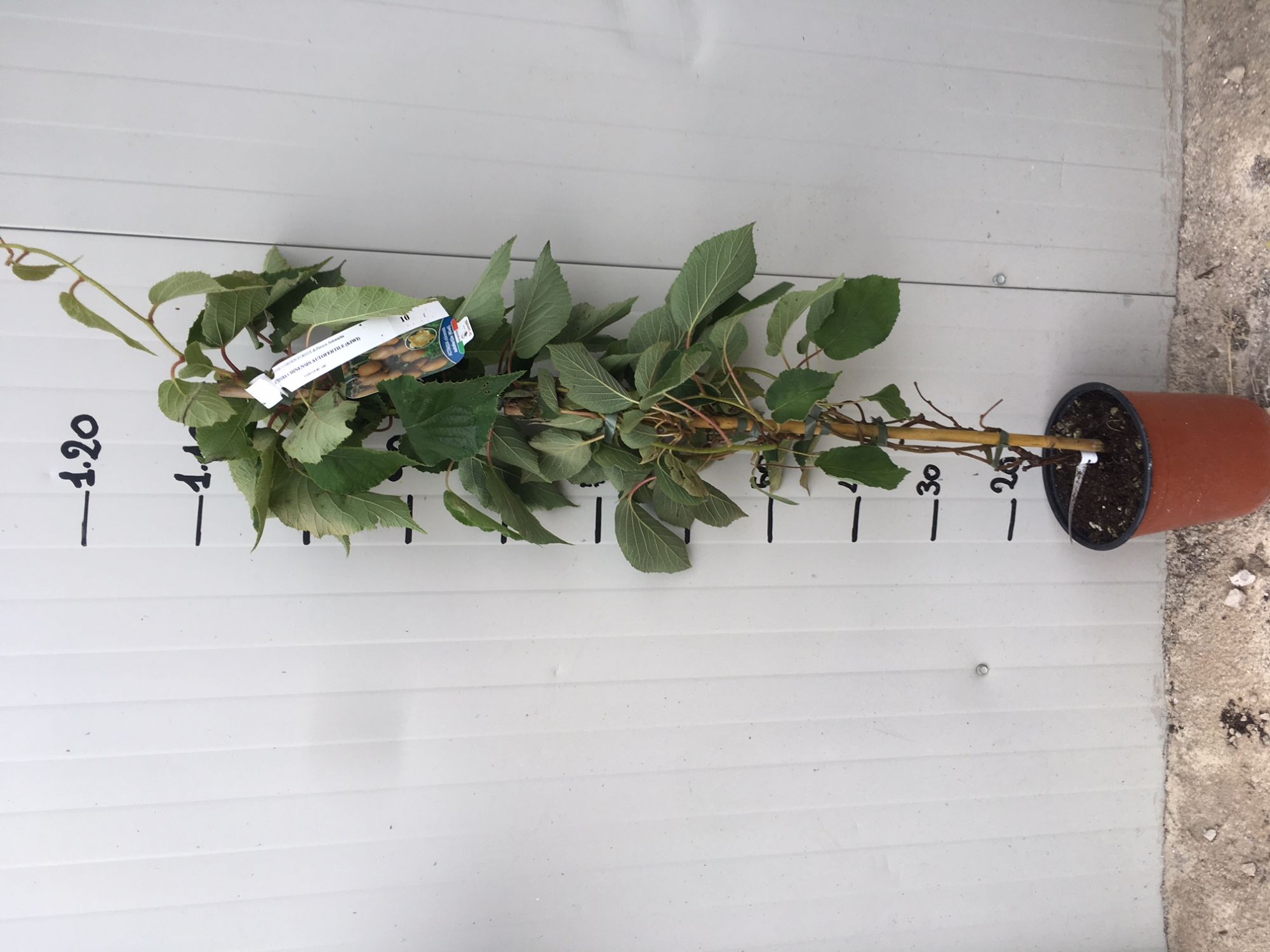 Kiwi Actinidia chinensis autofertile H 160cm