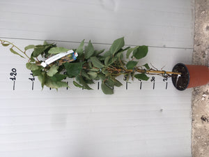 Kiwi Actinidia chinensis autofertile H 160cm