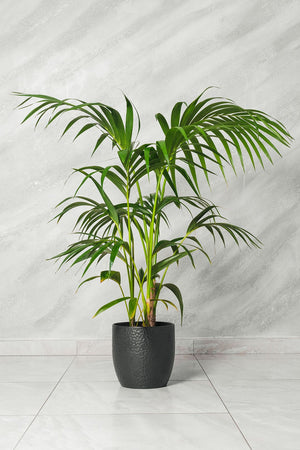Kenzia Kentia Howea forsteriana in vaso 21cm foto reali H 140cm