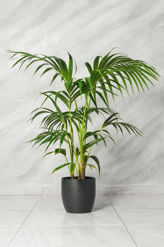 Kenzia Kentia Howea forsteriana in vaso 21cm foto reali H 140cm