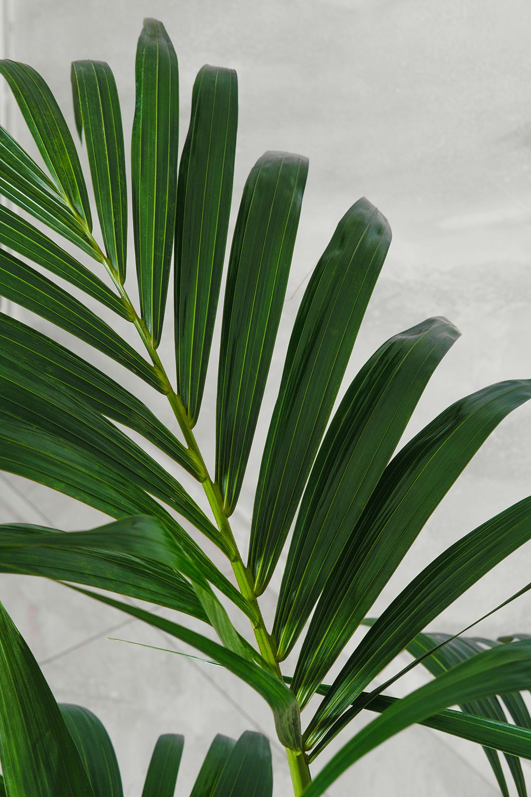 Kenzia Kentia Howea forsteriana in vaso 21cm foto reali H 140cm
