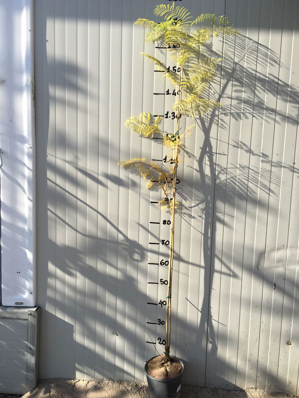 Jacaranda mimosifolia (Albero Glicine) vaso 18cm H 130CM