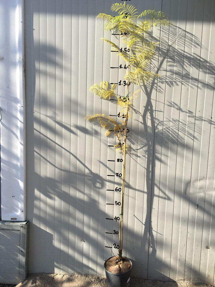 Jacaranda mimosifolia (Albero Glicine) vaso 18cm H 130CM