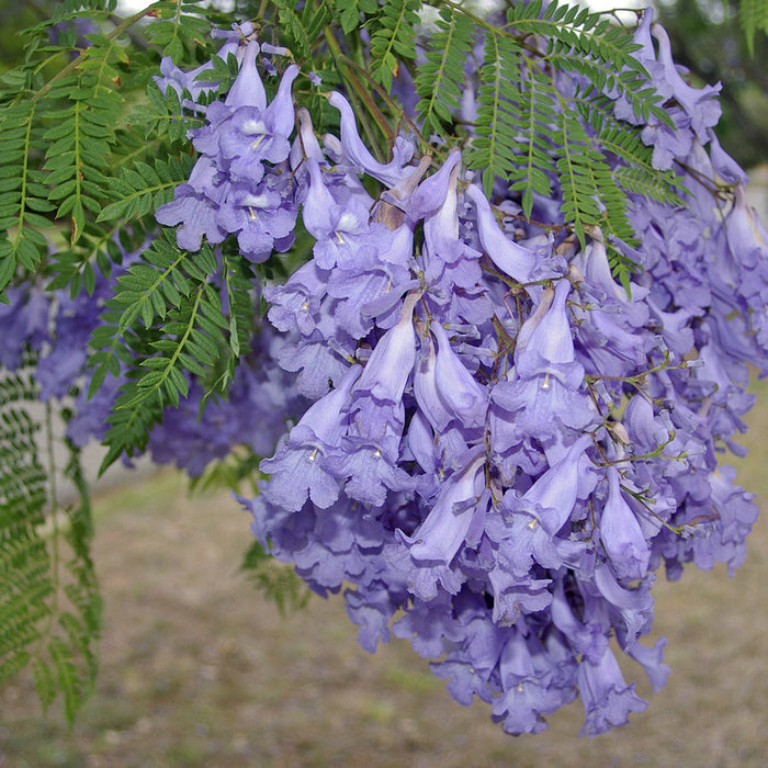 Jacaranda mimosifolia (Albero Glicine) vaso 18cm H 130CM