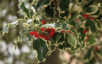 Ilex Aquifolium Argenteomarginata (agrifoglio variegato) vaso 18cm
