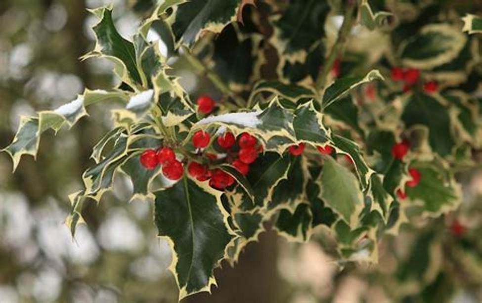 Ilex Aquifolium Argenteomarginata (agrifoglio variegato) vaso 18cm