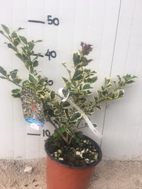 Ilex Aquifolium Argenteomarginata (agrifoglio variegato) vaso 18cm