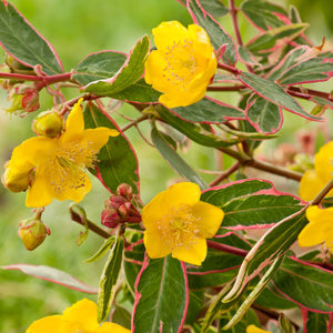 Hypericum Moserianum Tricolor vaso 18cm foto reali