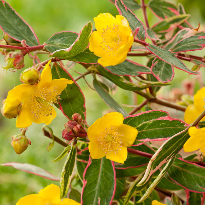 Hypericum Moserianum Tricolor vaso 18cm foto reali