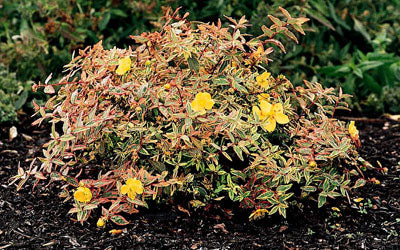Hypericum Moserianum Tricolor vaso 18cm foto reali