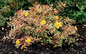 Hypericum Moserianum Tricolor vaso 18cm foto reali