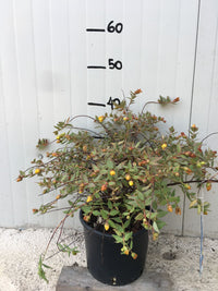 Hypericum Moserianum Tricolor vaso 18cm foto reali