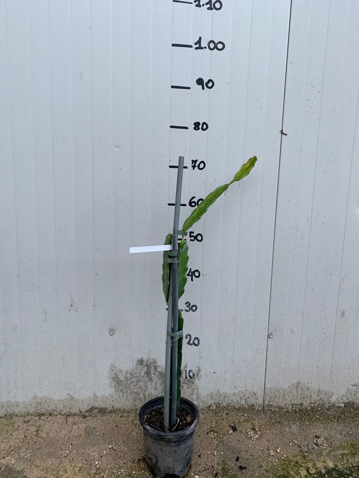 Hylocereus undatus, pitaya, frutto del drago, dragon fruit giallo H 80cm