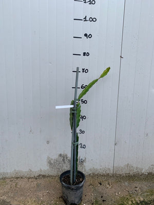 Hylocereus undatus, pitaya, frutto del drago, dragon fruit giallo H 80cm