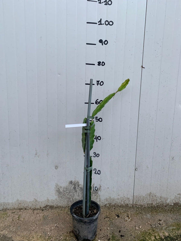 Hylocereus undatus, pitaya, frutto del drago, dragon fruit giallo H 80cm