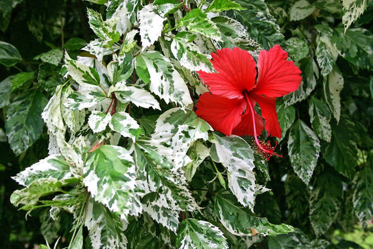 Hibiscus rosa-sinensis 'Cooperi Rose Flake' Hibiscus variegato vaso 18cm