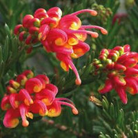 GREVILLEA FIREWORKS NOVITA' VASO 24CM FOTO REALI