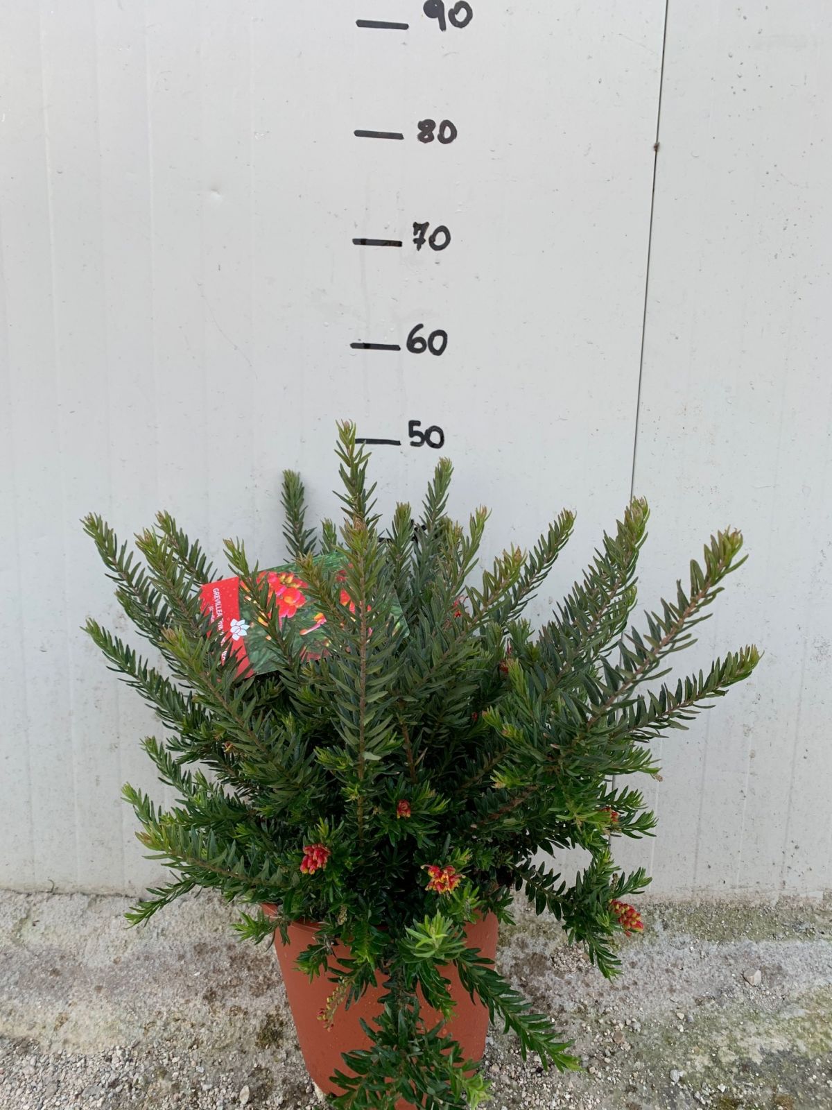 GREVILLEA FIREWORKS NOVITA' VASO 24CM FOTO REALI