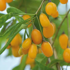 Goji giallo "Amber sweet" (Lycium barbarum giallo) foto reali