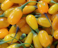 Goji giallo "Amber sweet" (Lycium barbarum giallo) foto reali