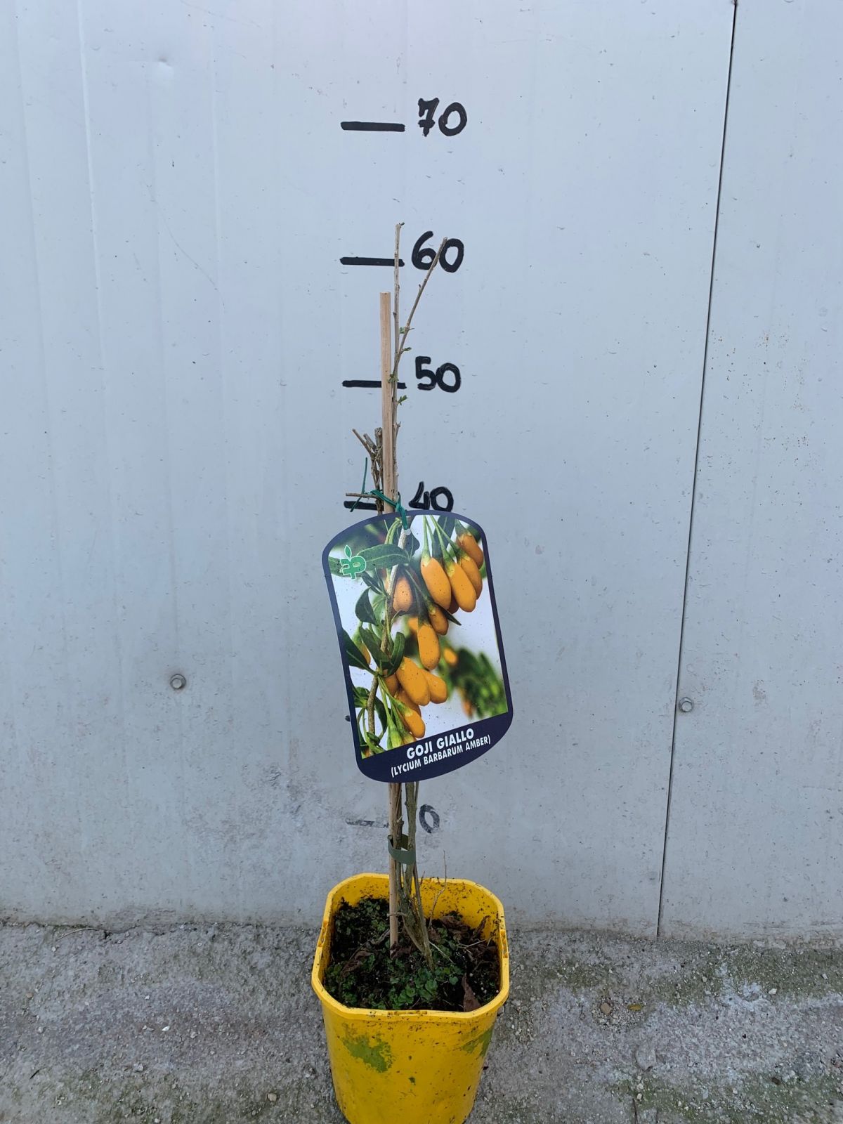 Goji giallo "Amber sweet" (Lycium barbarum giallo) foto reali