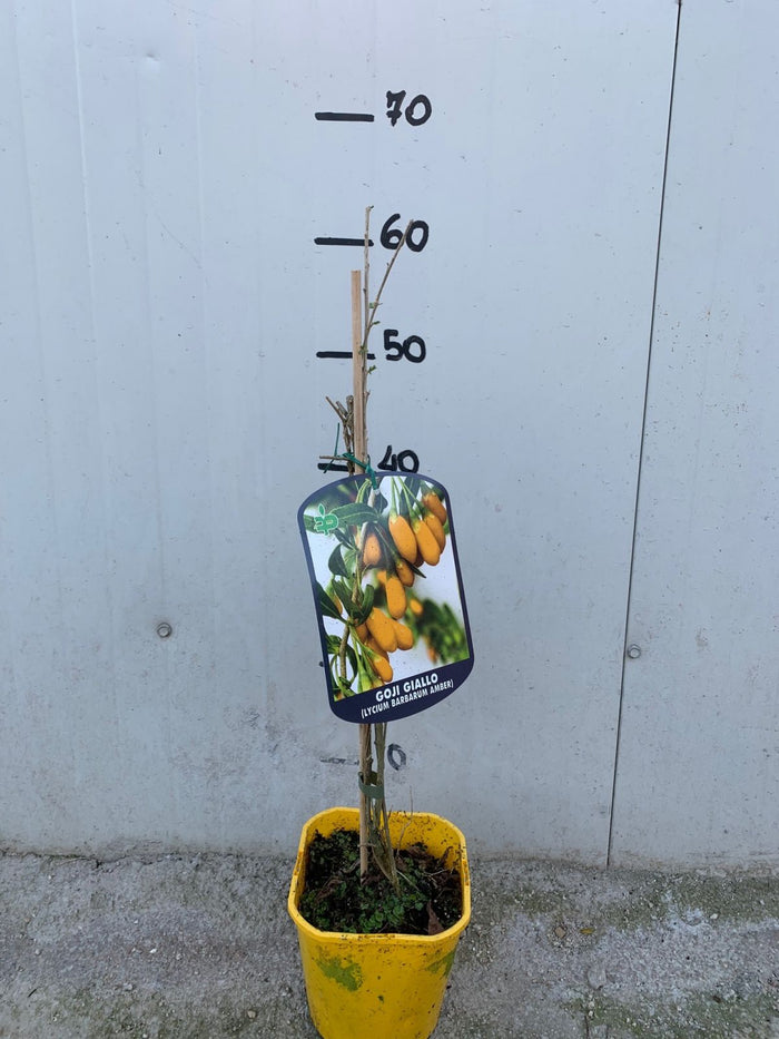 Goji giallo "Amber sweet" (Lycium barbarum giallo) foto reali