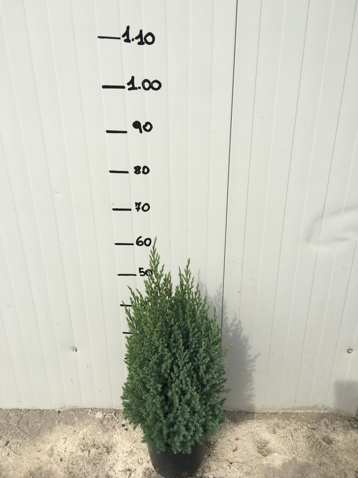 Ginepro Chinensis Stricta (Juniperus Chinensis Stricta) vaso 18cm foto reali H 60cm