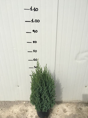 Ginepro Chinensis Stricta (Juniperus Chinensis Stricta) vaso 18cm foto reali H 60cm