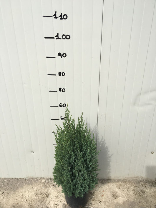 Ginepro Chinensis Stricta (Juniperus Chinensis Stricta) vaso 18cm foto reali H 60cm