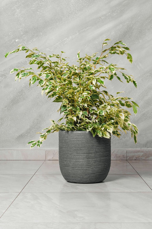 Ficus benjamina variegato Starlight vaso 20 H 60/70 cm foto reali