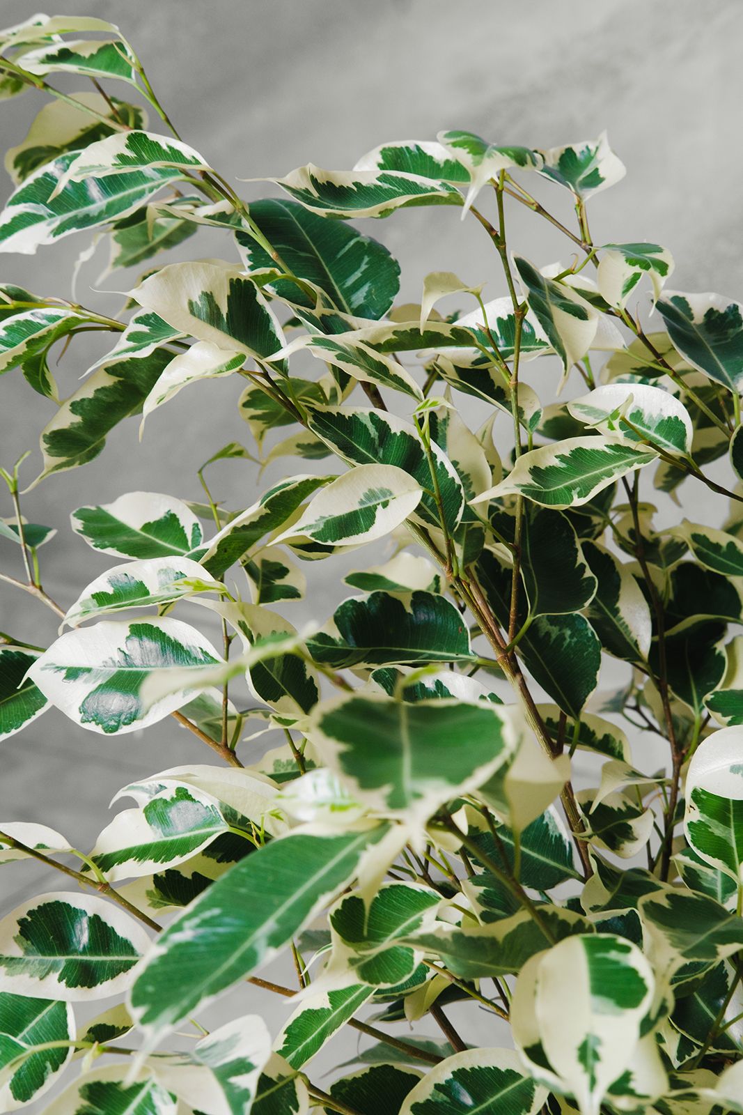 Ficus benjamina variegato Starlight vaso 20 H 60/70 cm foto reali