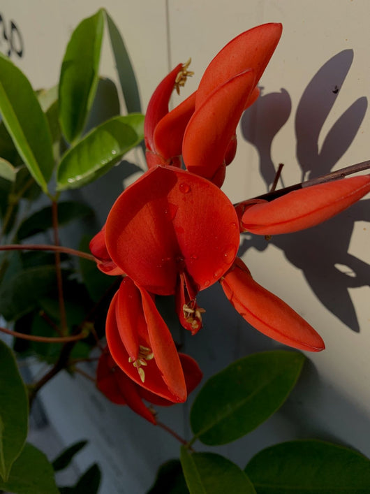 Eritrina - Erythrina crista galli albero del corallo foto reali